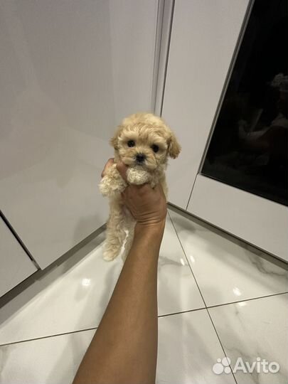 Мальтипу f1 micro микро