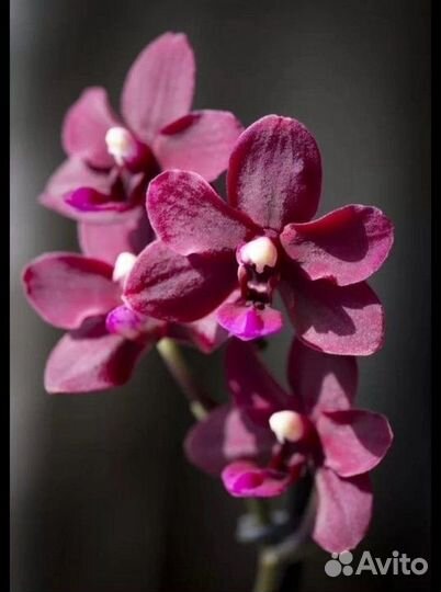 Орхидея Черная жемчужина