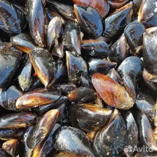 Мидии живые черноморские