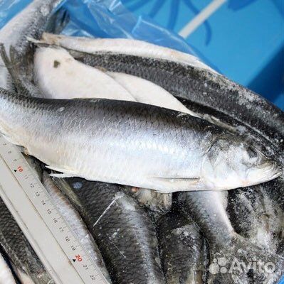 Сельдь исландия (жирная)