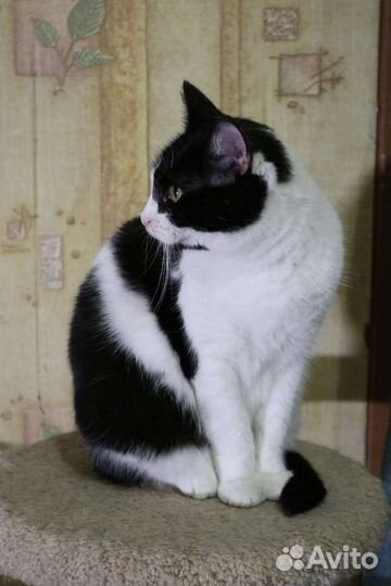 Кошки в добрые руки