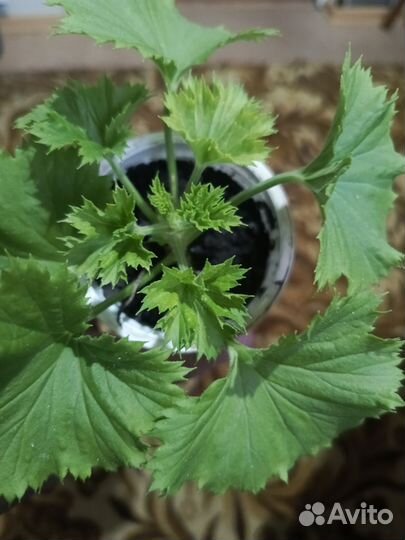 Пеларгония королевская