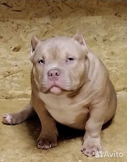 Два колобочка американский булли