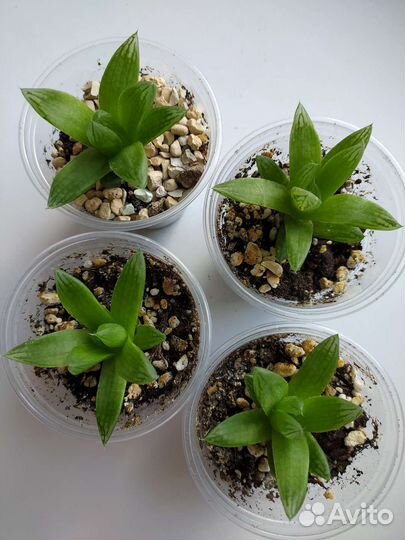 Хавортия Купера Пиктурата