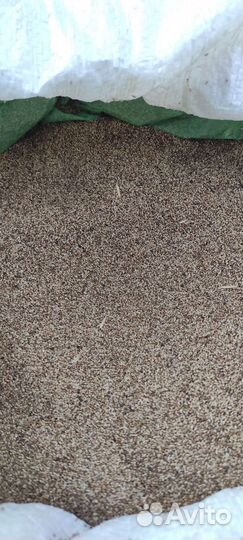 Семена газонной травы