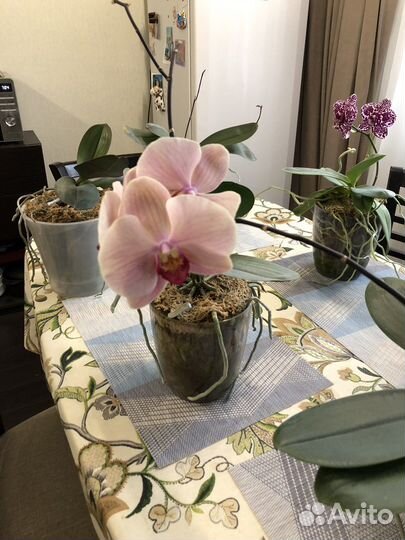 Орхидея фаленопсис