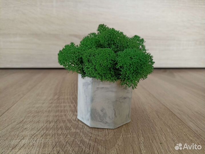 Кашпо со стабилизированным мхом