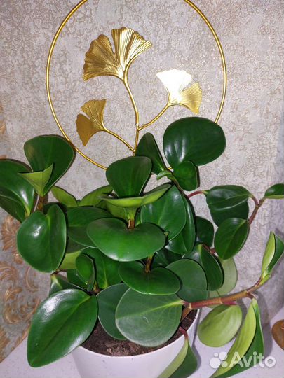 Пеперомия туполистная