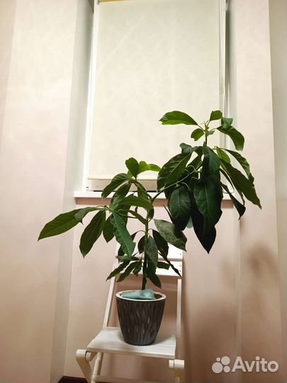 Авокадо дерево большое с кашпо