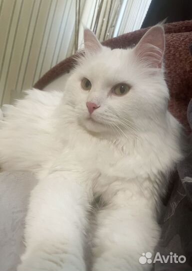 Кошка в добрые руки