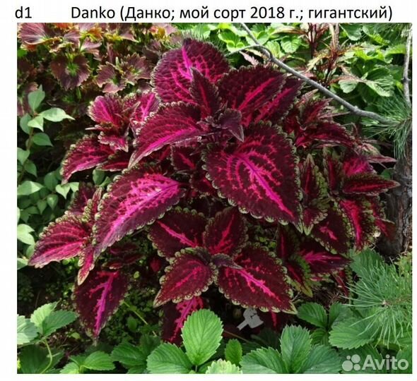 Колеусы,Эсхинантус,Каллизия,Гинура,Вербейник и др