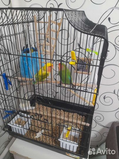 Попугай неразлучники с клеткой пара