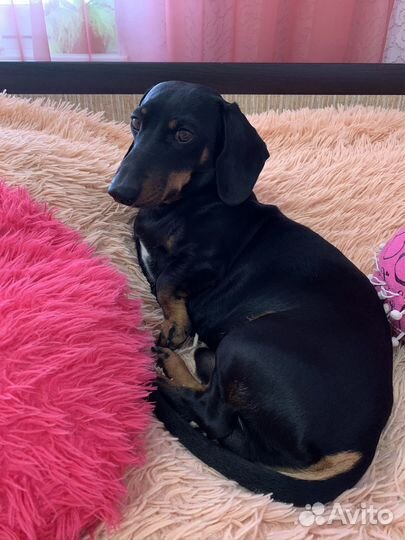 Кобель таксы, вязка