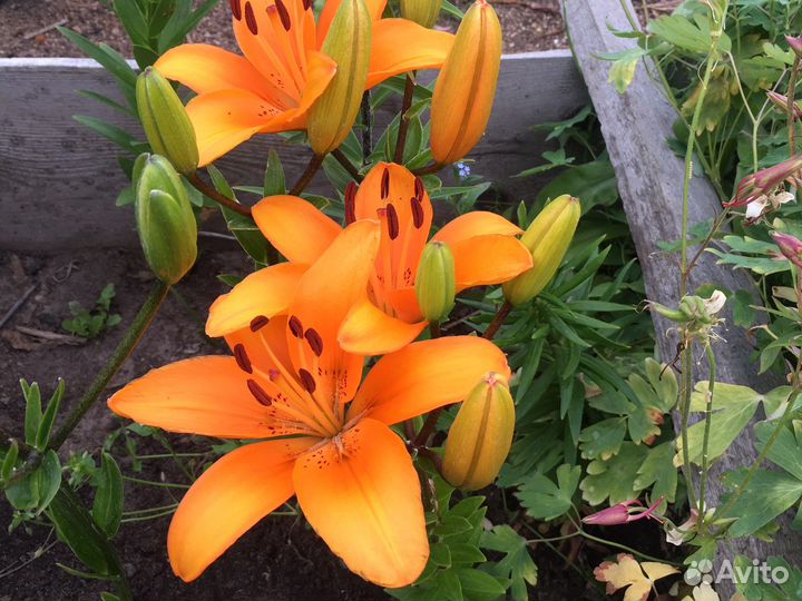 Лилии луковицы