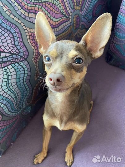 Вязка той-терьер