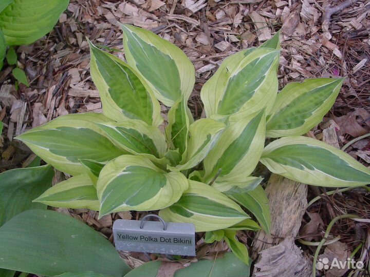 Хосты разные