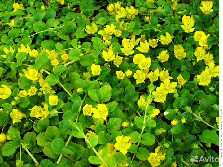 Почвопокровные растения Барвинок,Вербейник монетка