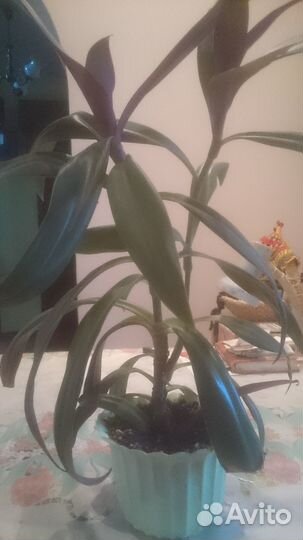 Традесканция Рео