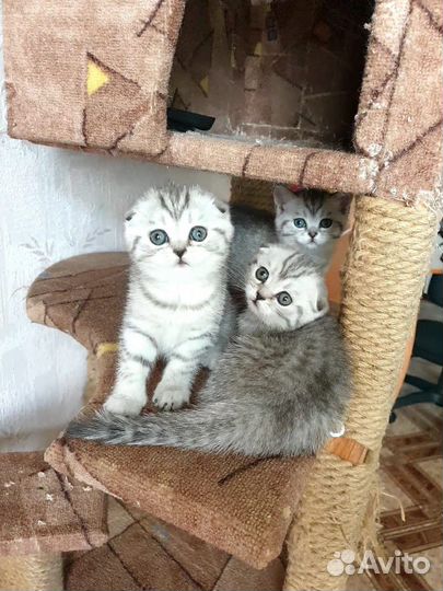 Шотландские котята