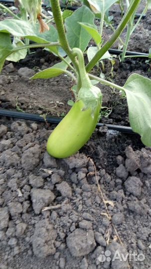 Всё для капельного полива