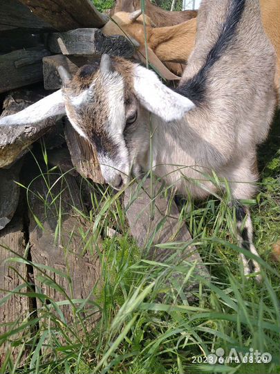 Продаются козлики