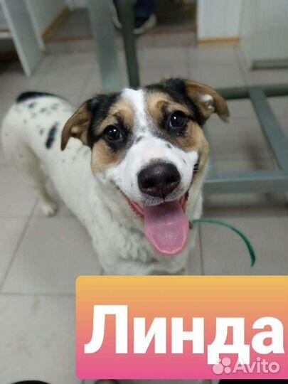 Собаки помесь овчарки