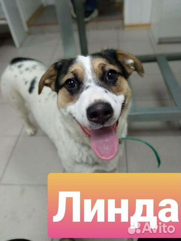 Собаки помесь овчарки