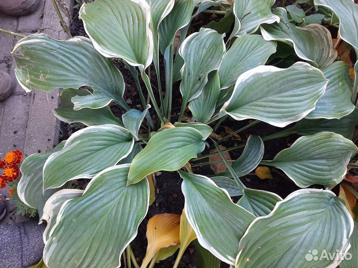 Хоста растение