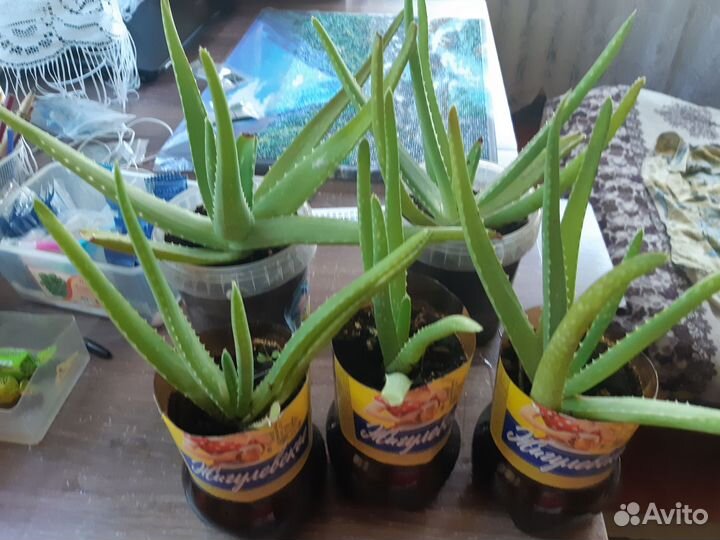 Алоэ лечебный