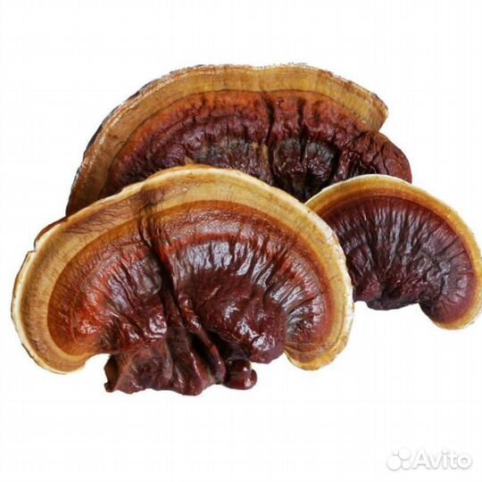 Мицелий грибов Рейши (Ganoderma lucidum)