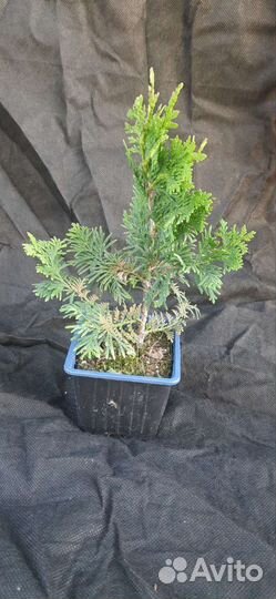 Туя спиралис