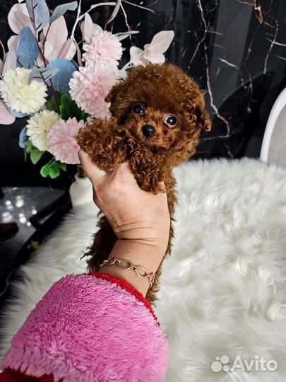 Тедди Тикап Пудель Девочка из Китая