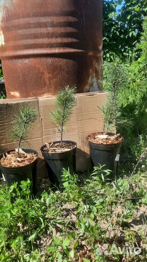 Саженцы сибирского кедра