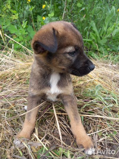 Парень 1 месяц. Будет ниже колена