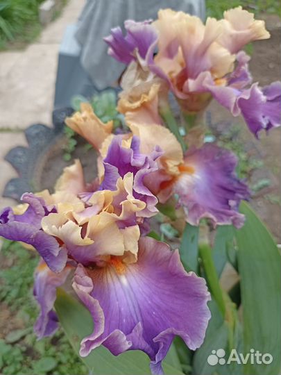 Ирисы бородатые
