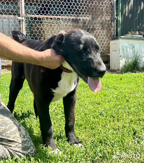 Среднеазиатская овчарка