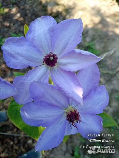 Саженцы клематиса