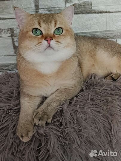 Британский производитель