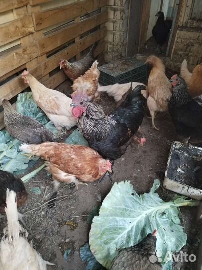 Куры несушки
