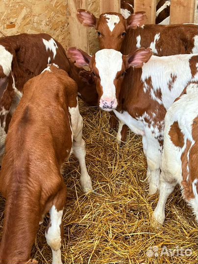 Телята бычки тёлки доставка бесплатно