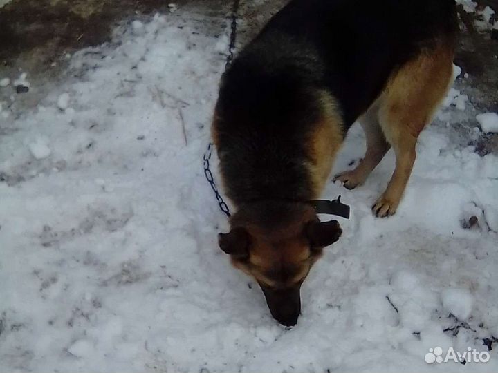 Немецкая овчарка, девочка