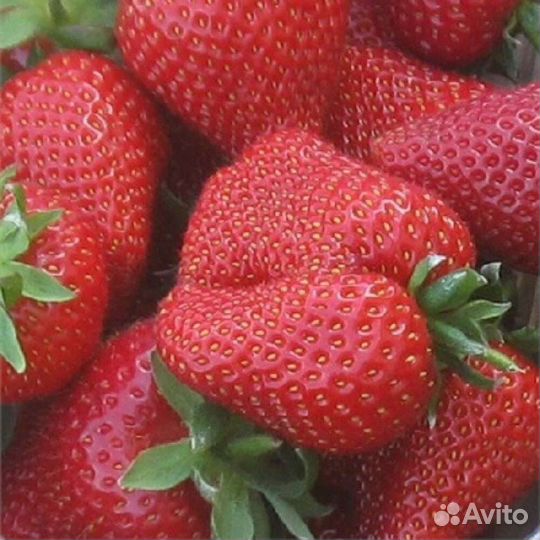 Рассада клубники на 2023