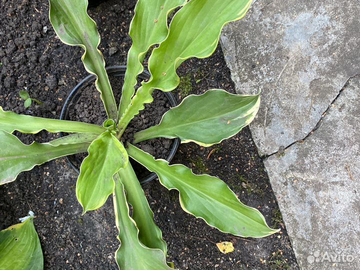 Хоста коллекционные