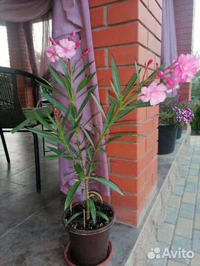 Продам цветы комнатные