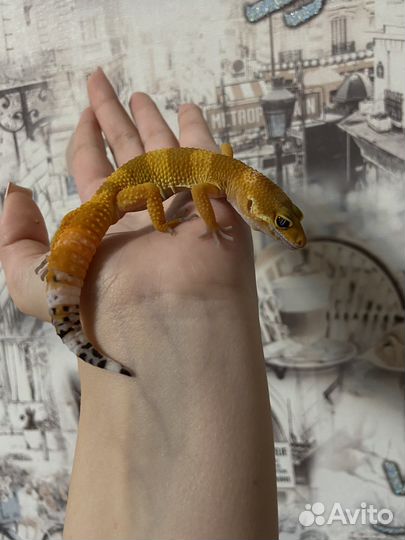 Эублефар малыши