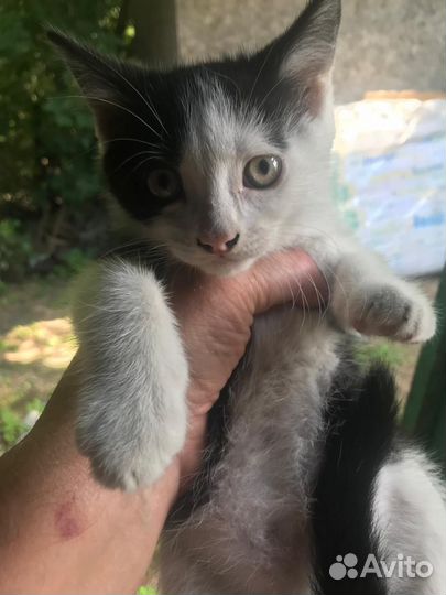 Котята ищут дом