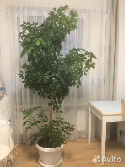 Комнатные цветы шефлера