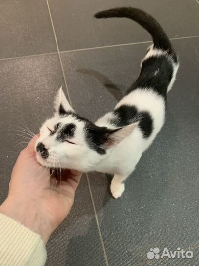 Передержка кошек/гостиница для кошек