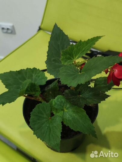 Бегония ампельная Скарлет