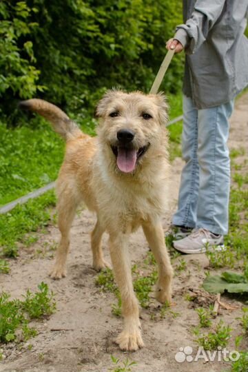 Подросток Олаф ищет дом